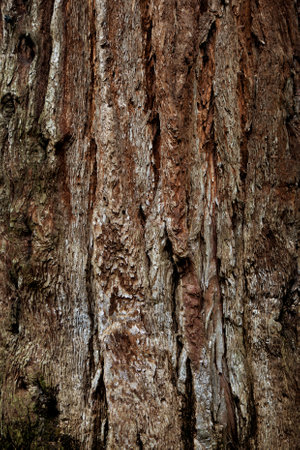 Close up of a tree barkの写真素材