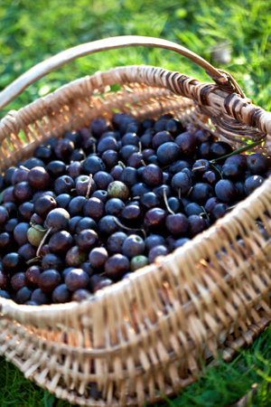 Black olive fruits in a wicker basketの写真素材