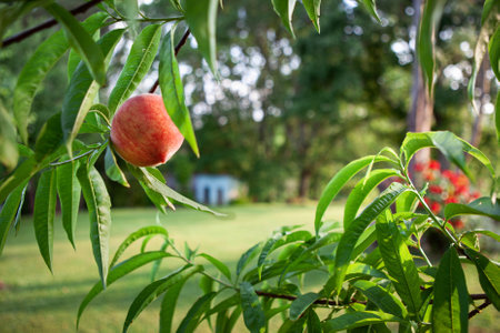Close up of a peach in the gardenの写真素材