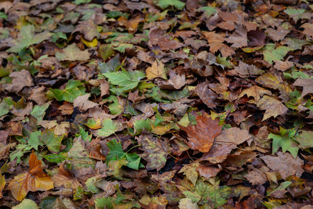 Carpet of plane tree leaves on the floor