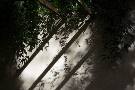 Foliage shadows on a white wall