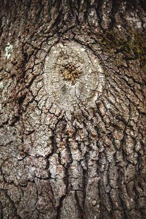 Scar of a cut branch on an oak tree