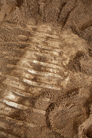 Skeleton of a prehistoric animal in the sand