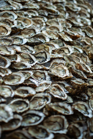 Background of oysters on a stallの写真素材