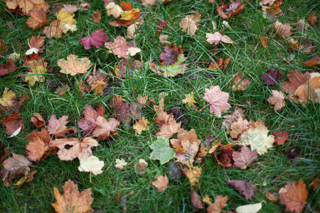 Dead leaves on the lawn