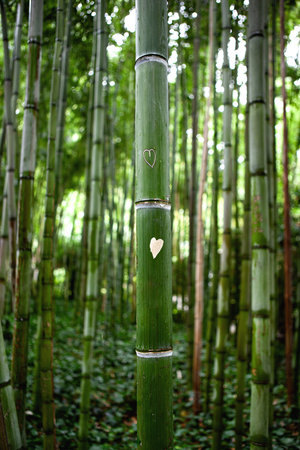 Symbols of love engraved on a bambooの写真素材