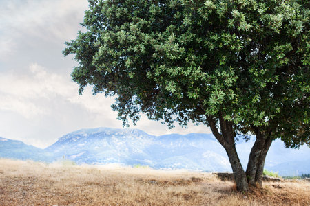 Olive tree on French Ardeche mountainsの写真素材