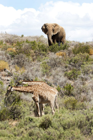 Elephant and Giraffe