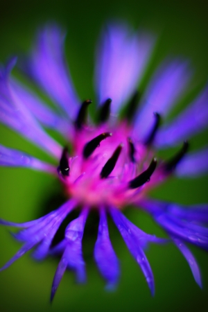 Blue Cornflowerの写真素材