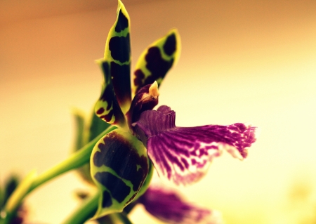 Vibrant Orchidの写真素材