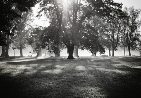 The Mighty Oakの写真素材