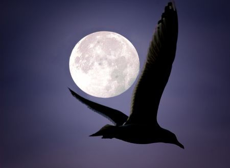 Silhouetted seagull and moonの写真素材