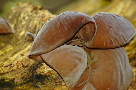 Wild Fungusの写真素材