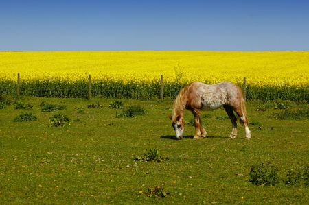 Horse grazing in green fieldの写真素材