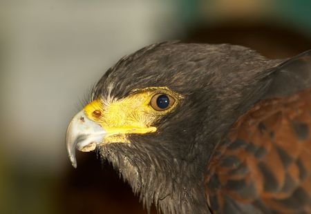 Close up of Bird of Preyの写真素材
