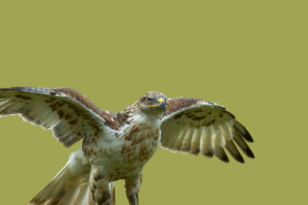 a hawk landing on a prey item