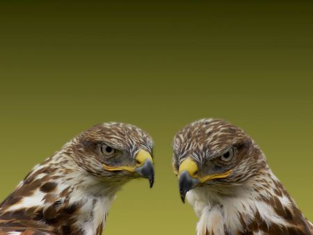 Close up of a pair of hawksの写真素材