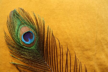 peacock feather on yellow velvetの写真素材