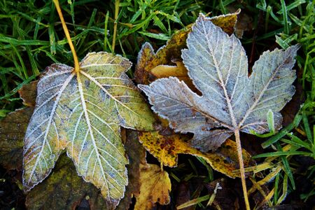 two frozen maple trees lying in grassの写真素材