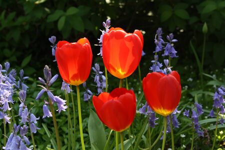 four red tulips and bluebells in a spring gardenの写真素材