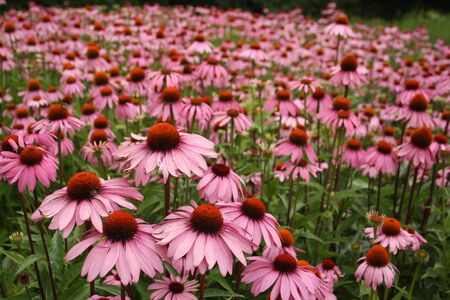 field of pink echinacea coneflowers in summer gardenの写真素材