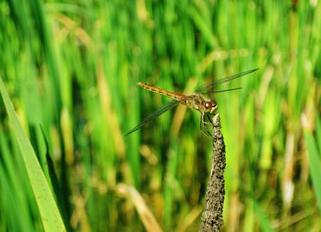 Vagrant darter dragonfly Sympetrum vulgatum sitting on dried reed flower against green background of green reed leavesの写真素材