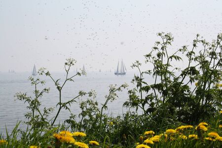 View of dutch lake IJsselmeer, Noord-Holland, the Netherlands in summer, with dandelion flowers and cow parsley in foreground, mosquitoes and sail boatsの写真素材