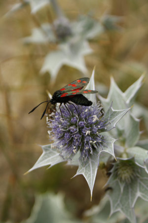 sea holly with six-spot burnet butterfly