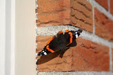red admiral butterfly resting on brick wallの写真素材