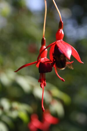 Close-up of a bumblebee and two fuchsia flowers in summer gardenの写真素材