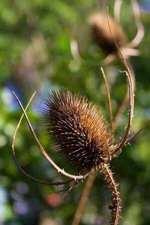Close-up of a spiky but elegant teasel Dipsacus sylvestris seed-head in a dutch gardenの写真素材