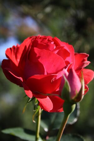 Close-up of a pink rose and one rosebud in summer gardenの写真素材