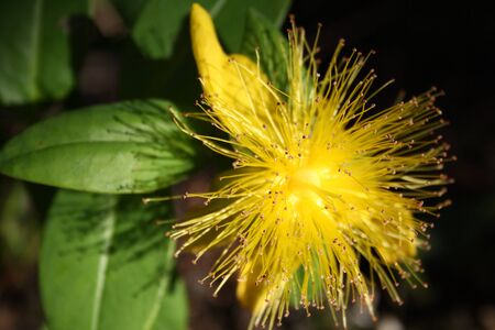 Close-up of yellow hypericum flower, green leaves and black background in a garden in Amsterdamの写真素材