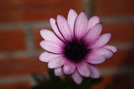 Close-up african daisy (Osteospermum ecklonis) before a brick wallの写真素材