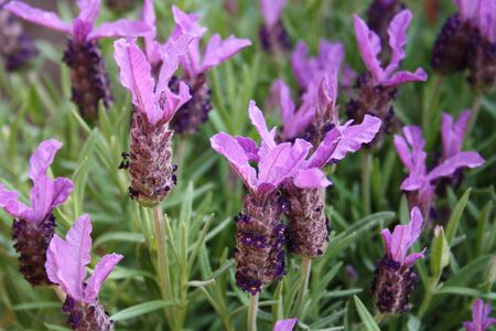 Close up purple french lavender Lavendula stoechas flowers in summer gardenの写真素材