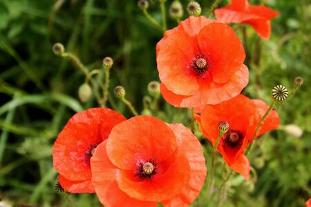 Five red poppy flowers and seedpods against green backgroundの写真素材