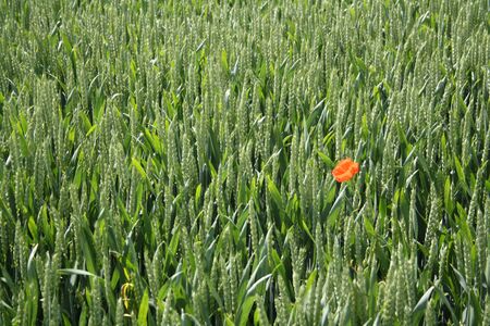 One red poppy standing alone in green wheat field in summertimeの写真素材