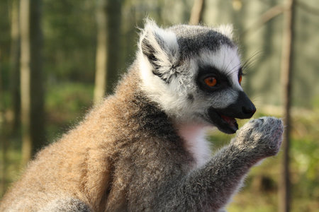 Ring tailed lemur (Lemur catta) eating out of its hand in zoo
