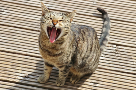 tabby cat yawning sitting on wooden decking outdoors