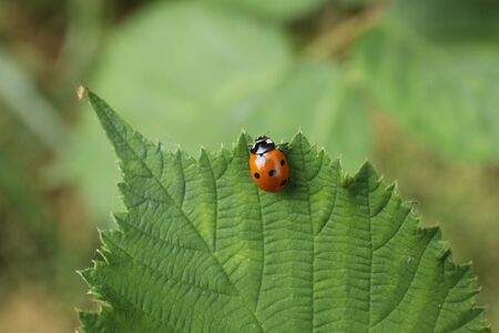 ladybug on green leafの写真素材