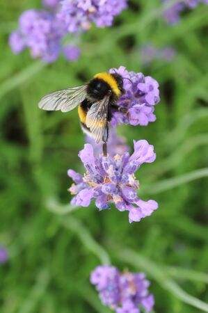 bumbleebee on lavender flowerの写真素材