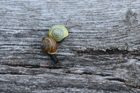 Snail on a wooden background. Snail on a wooden backgroundの写真素材