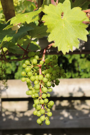 Grapes in the vineyard on a sunny summer day.の写真素材
