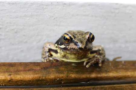 Frog on the edge of the pool. Close-up.