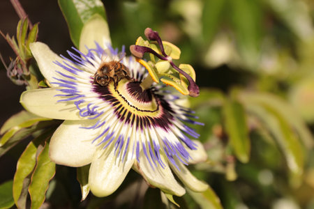 Passiflora caerulea, passion flower and beeの写真素材