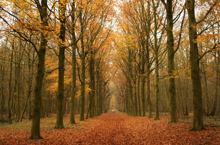 Path in the autumn forest with fallen leaves on the ground and yellowed treesの写真素材