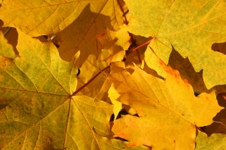 Yellow maple leaves on the ground in autumn, close-up.の写真素材