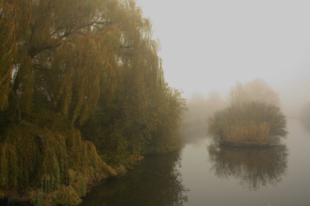 Autumn landscape with a river and willows in the mist.の写真素材