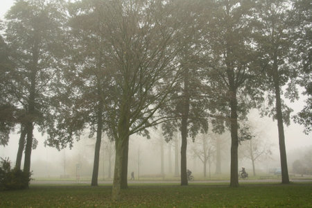 Foggy morning in the park. Trees in the fog.の写真素材