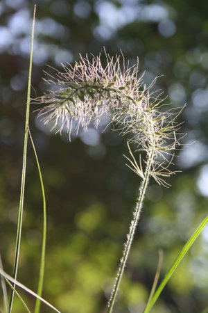Pennisetum pedicellatum flower in the garden.の写真素材
